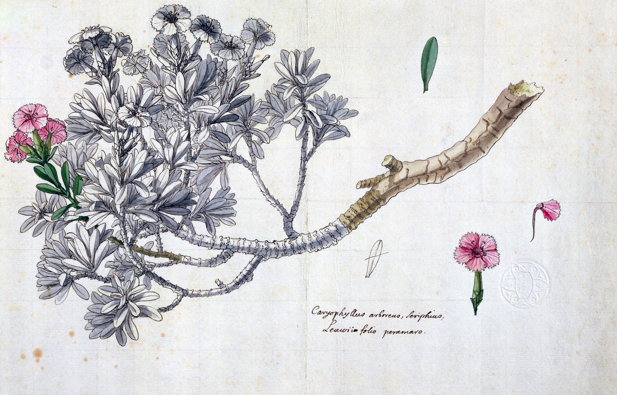 Caryophyllus Arboreus és Seriphius, Joseph Pitton de Tournefort (1656-1708) művéből (toll, tinta és WC papíron) alkotó: Claude Aubriet