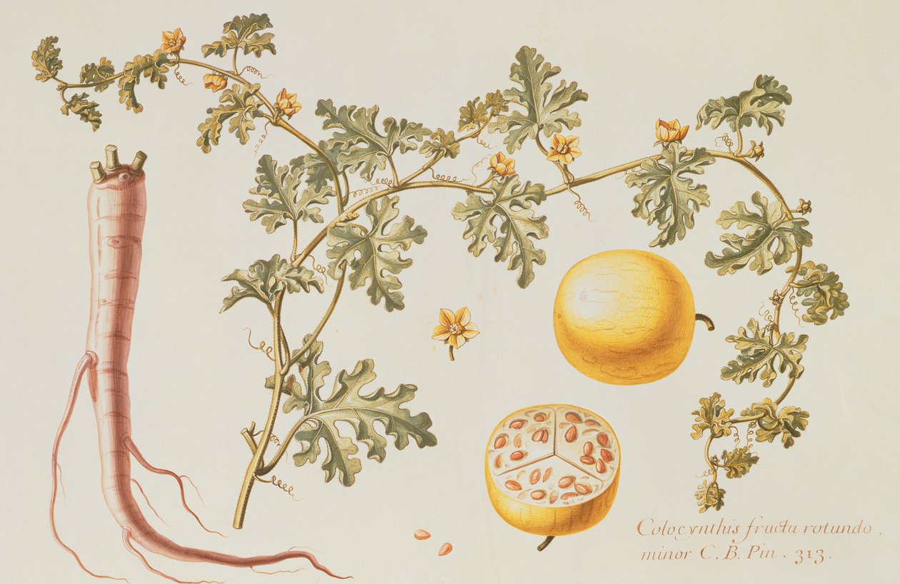 Citrullus Colocynthis (keserű alma és keserű uborka) (wc und gouache on perselum) alkotó: Claude Aubriet