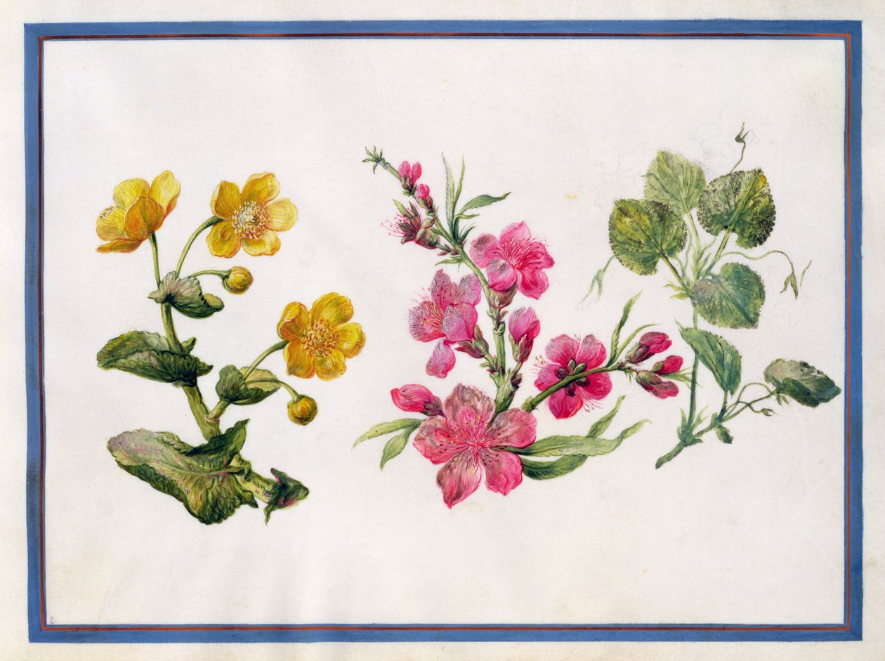 Marsh Marigold, Japonica, Violet alkotó: Claude Aubriet