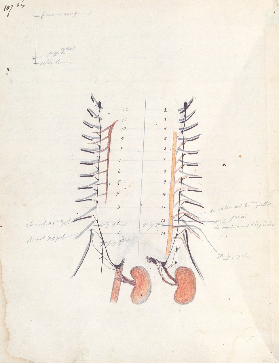 The Kidneys, 1843 körül (toll és tinta és színes ceruza papíron) alkotó: Claude Bernard