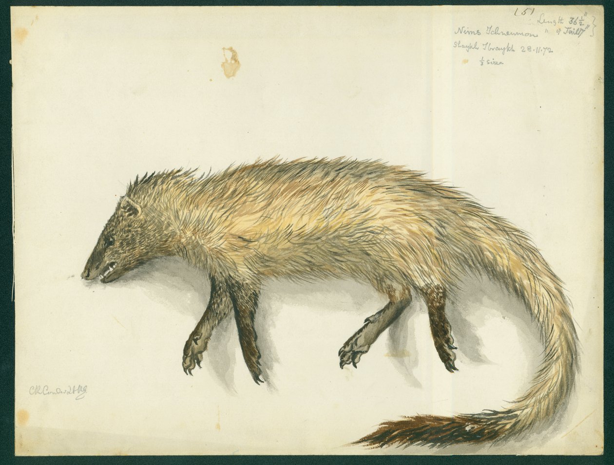 Mongoose, 1872 (wc és ceruza papíron) alkotó: Claude Conder