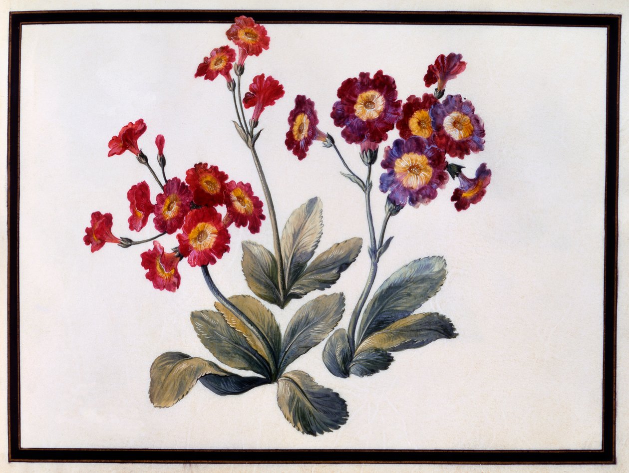 Auricula, c. 1690 gouache papíron. alkotó: Claude Aubriet