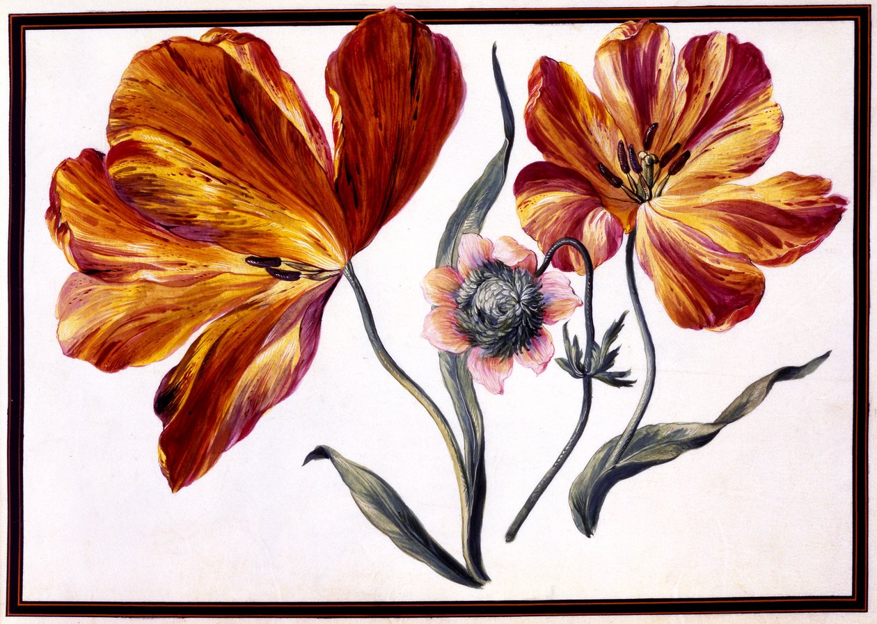Tulipánok és kökörcsin, 1690 körül alkotó: Claude Aubriet