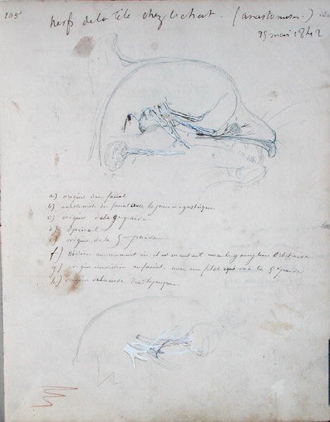 Idegrendszer egy macska fejében, 1842. május (ceruza papíron) alkotó: Claude Bernard