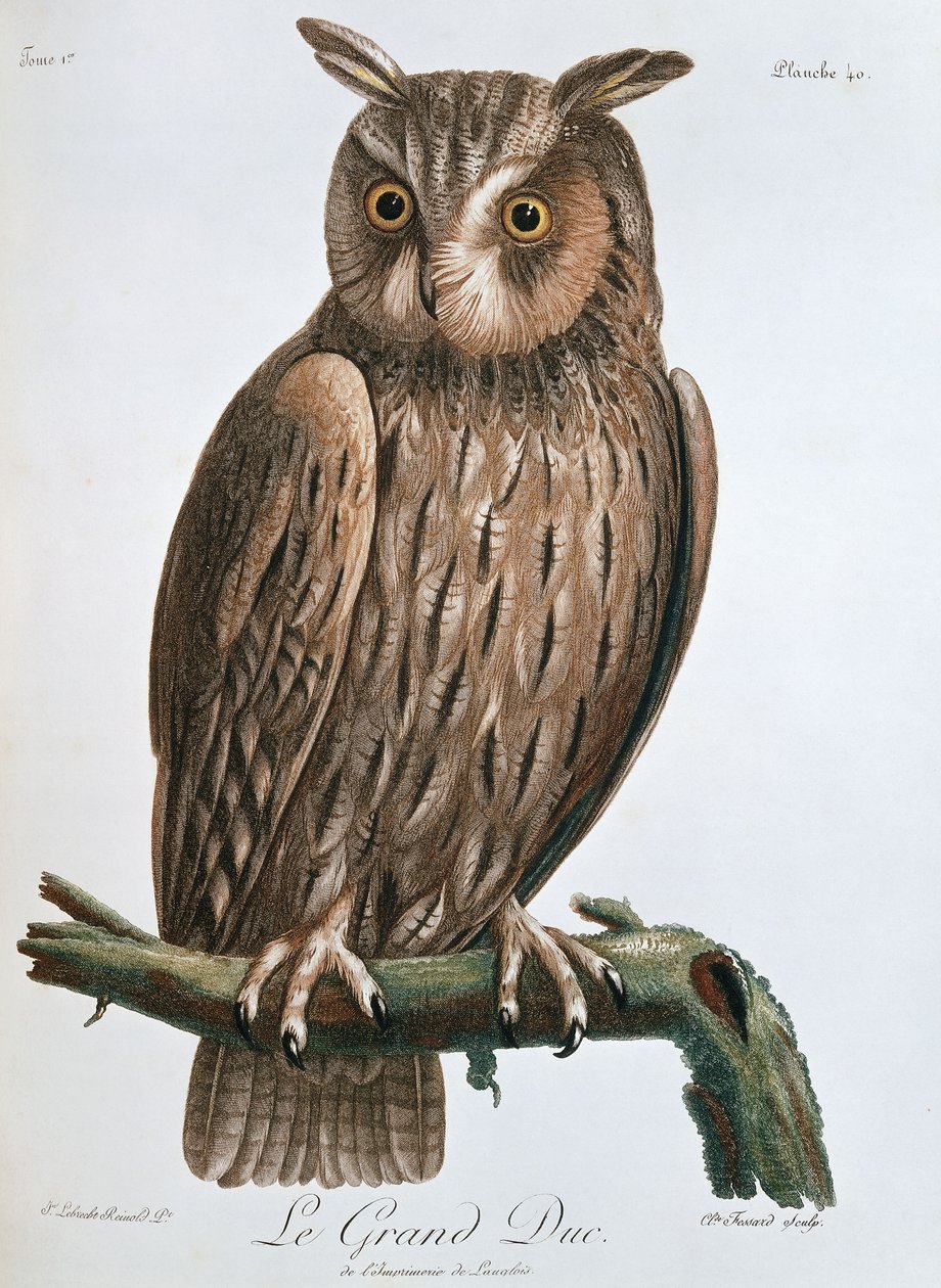 Le Grand Duc", Sasbagoly, 1799-1808 alkotó: Claude Fessard