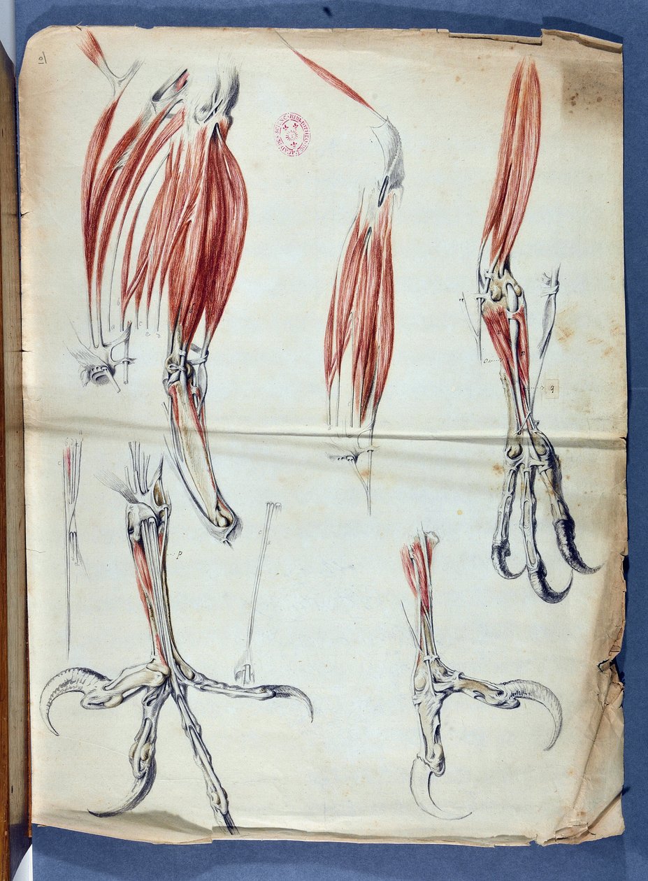 Az anatomy of an Eagle