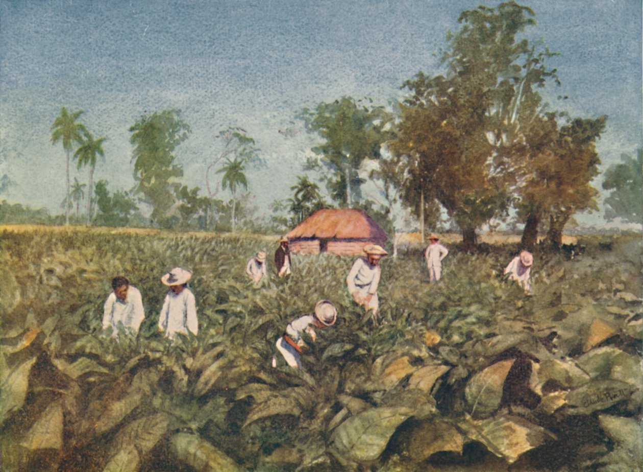 Dohányültetvény, Kuba, 1916 alkotó: Claude Pratt