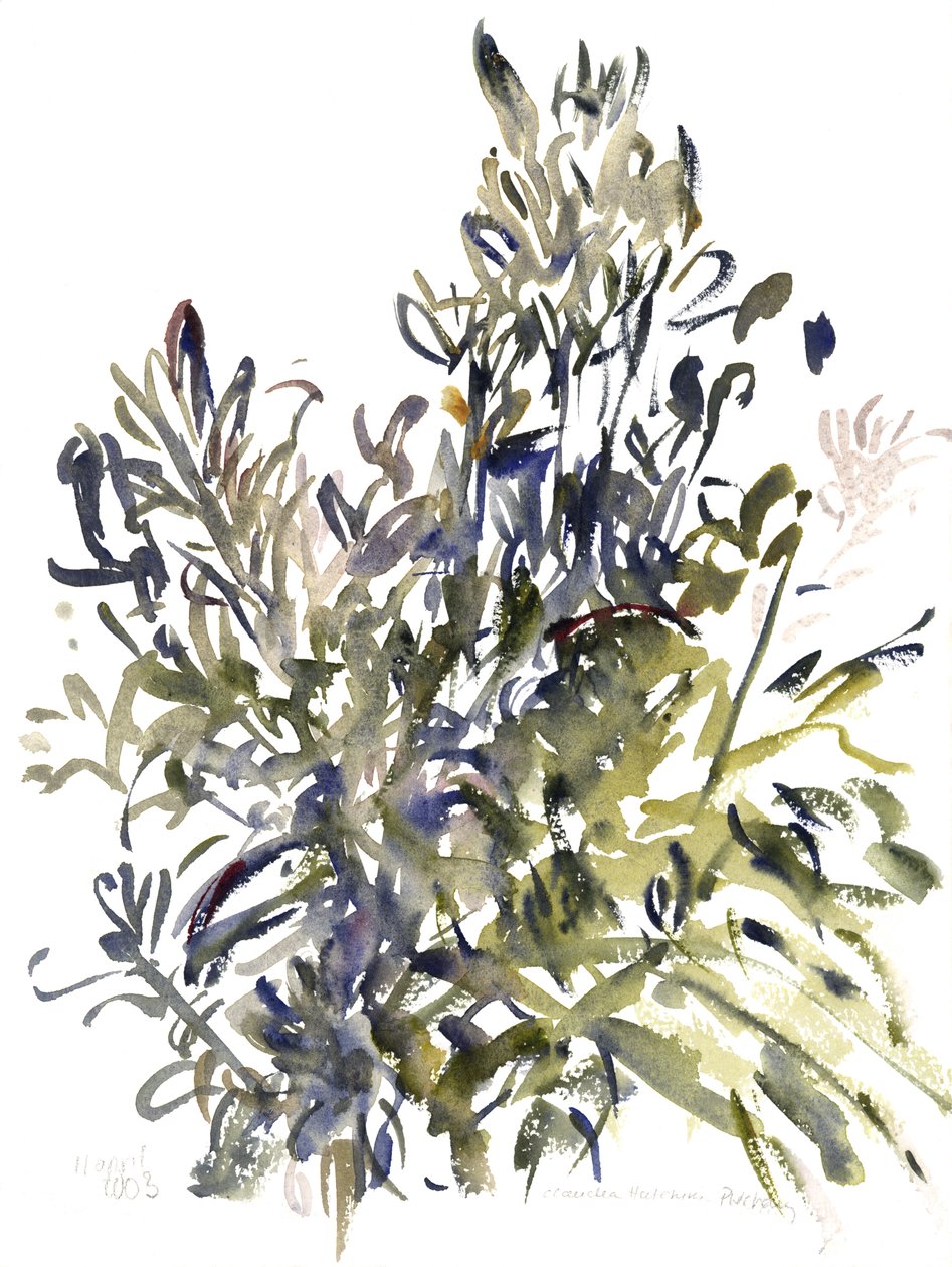 Senecio és más növények, 2003 (akvarell) alkotó: Claudia Hutchins Puechavy