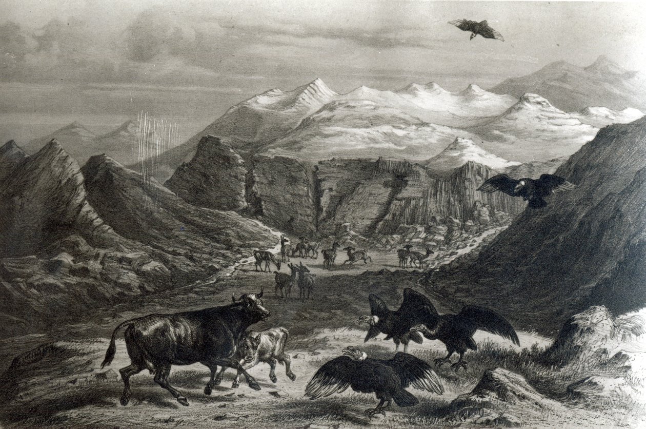 A borjút megtámadták a kondorok, a „Historia de Chile”-ből, F. Lehnert vésette, 1834-es fotó) alkotó: Claudio Gay