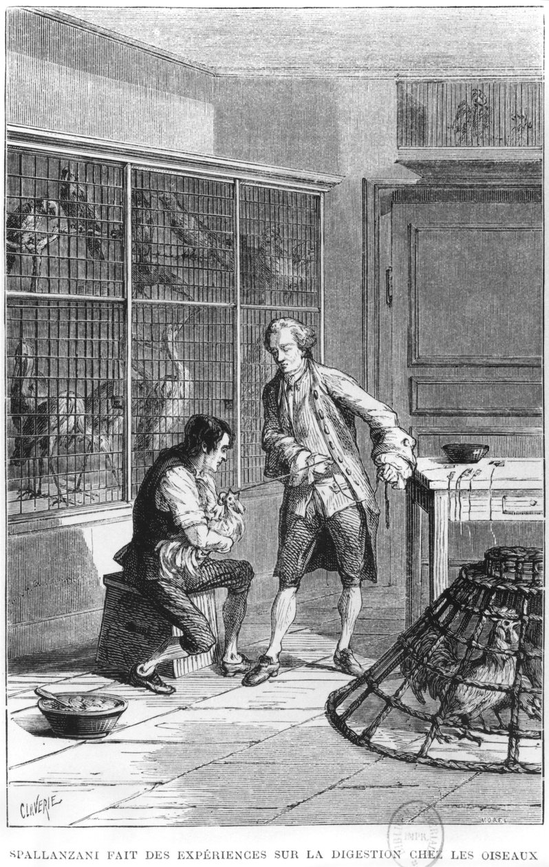 Lazzaro Spallanzani (1729-99) apát, aki a madarak emésztésének fiziológiáját vizsgálja, illusztráció Louis Figuier (1819-94) „La vie et les moeurs des Animaux” című művéből, Párizs, 1868 (bw ph alkotó: Claverie