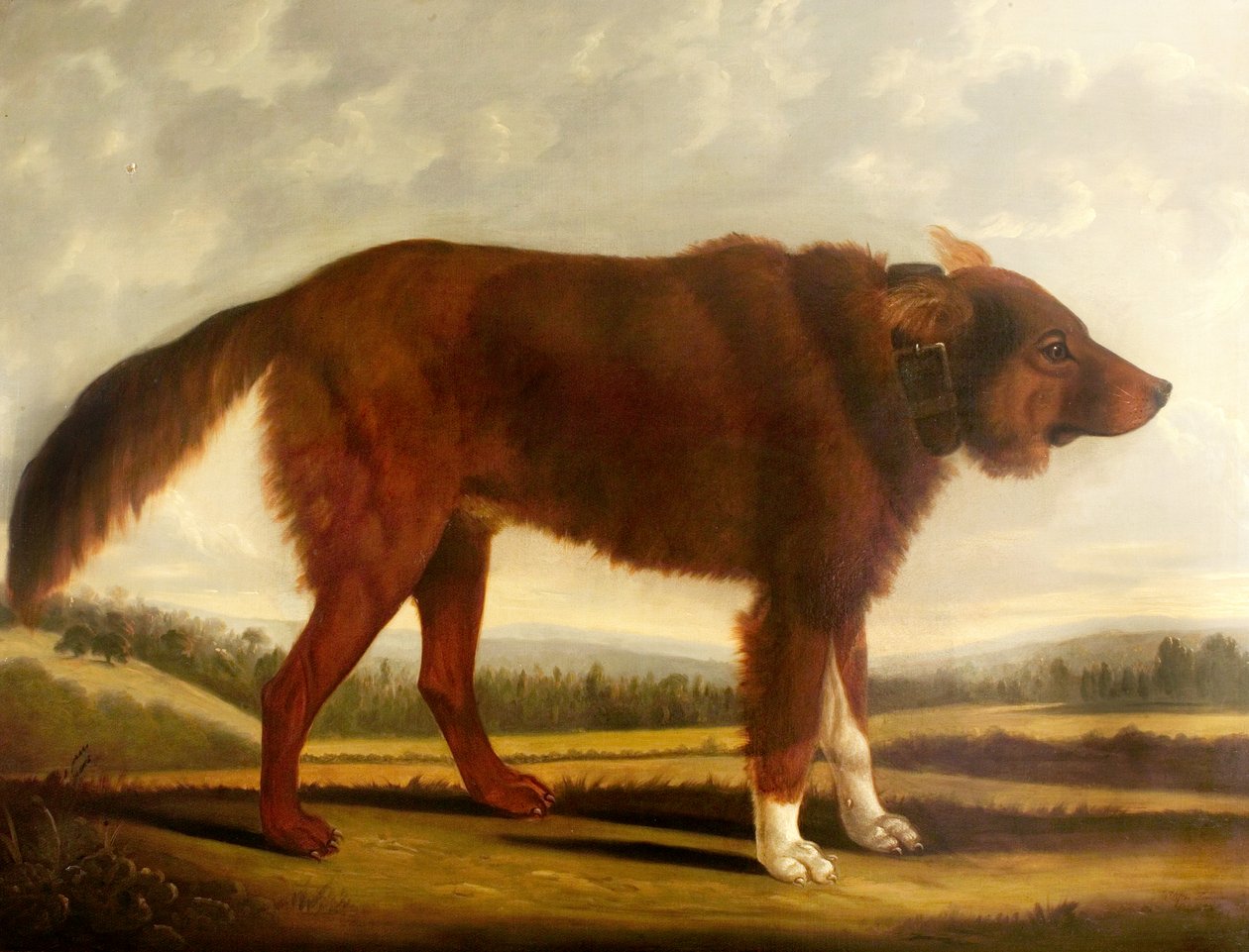 Lord Byrons Dog Lyon (The Wolf Dog), 1808 alkotó: Clifton Tomson
