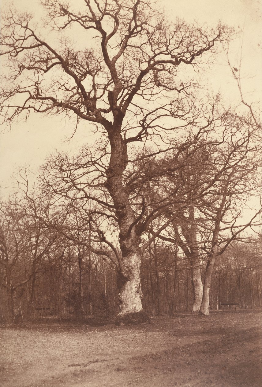 Tanulmány a fákról, Bois de Boulogne alkotó: Comte Olympe Aguado