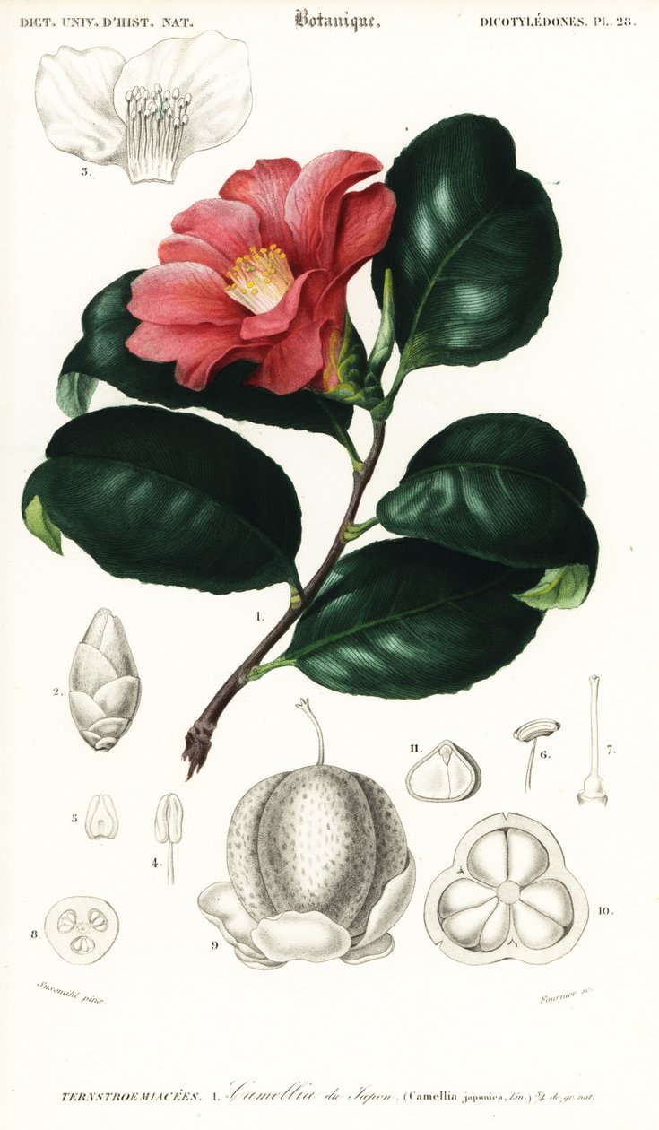 Japán kamélia, Camellia japonica. ,1849 (metszet) alkotó: Conrad Johann Theodor Susemihl