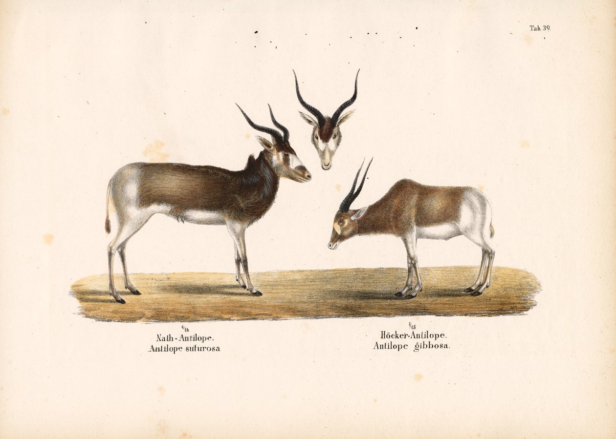 Addax és Bontebok antilopok alkotó: Conrad Kull