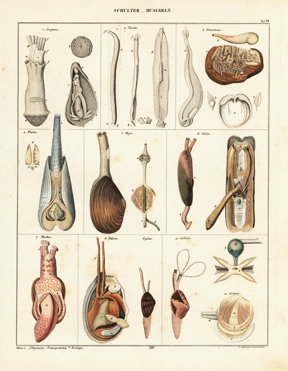 A kéthéjú kagylók anatómiája. ,1841 (kőnyomat) alkotó: Conrad Kull