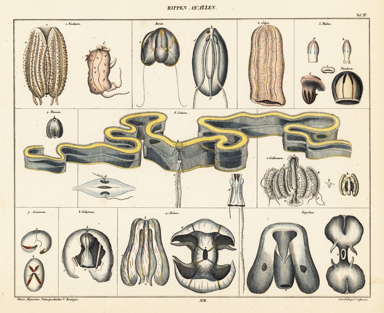 Medúzafajok anatómiája. ,1841 (kőnyomat) alkotó: Conrad Kull