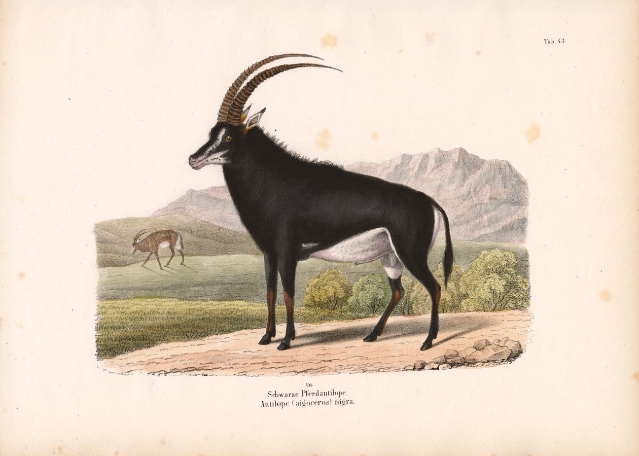  alkotó: Conrad Kull