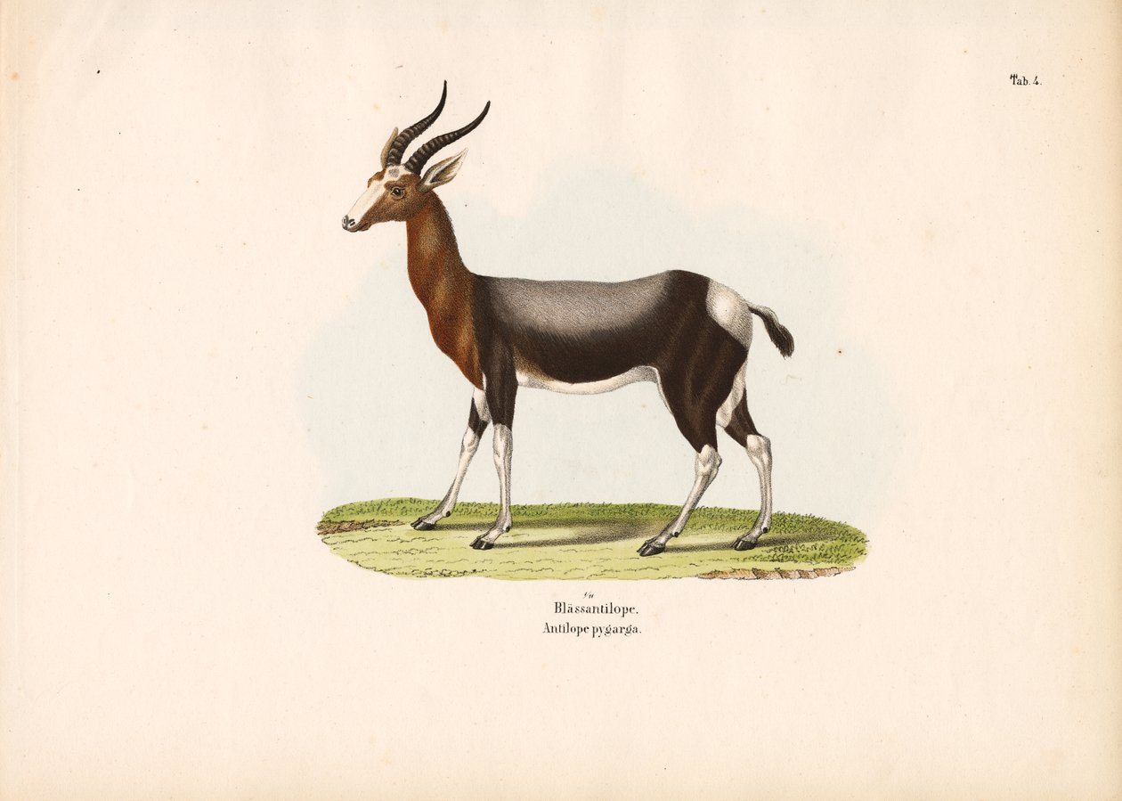 Bontebok alkotó: Conrad Kull