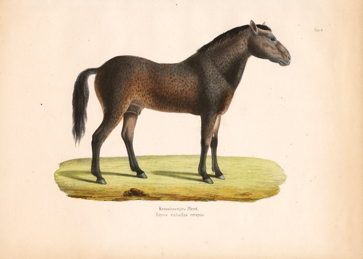 Göndör szőrű ló alkotó: Conrad Kull