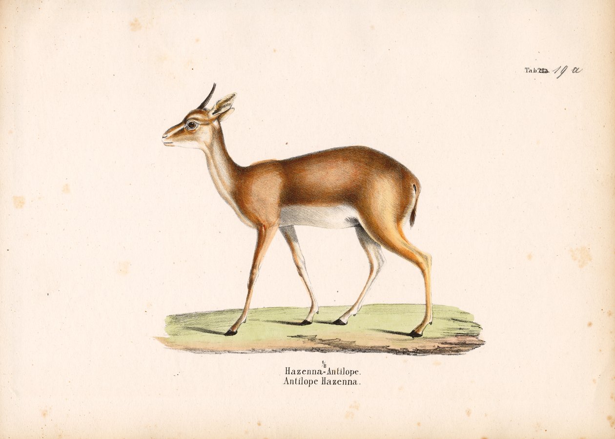 Hazenna Antelope in Profile alkotó: Conrad Kull