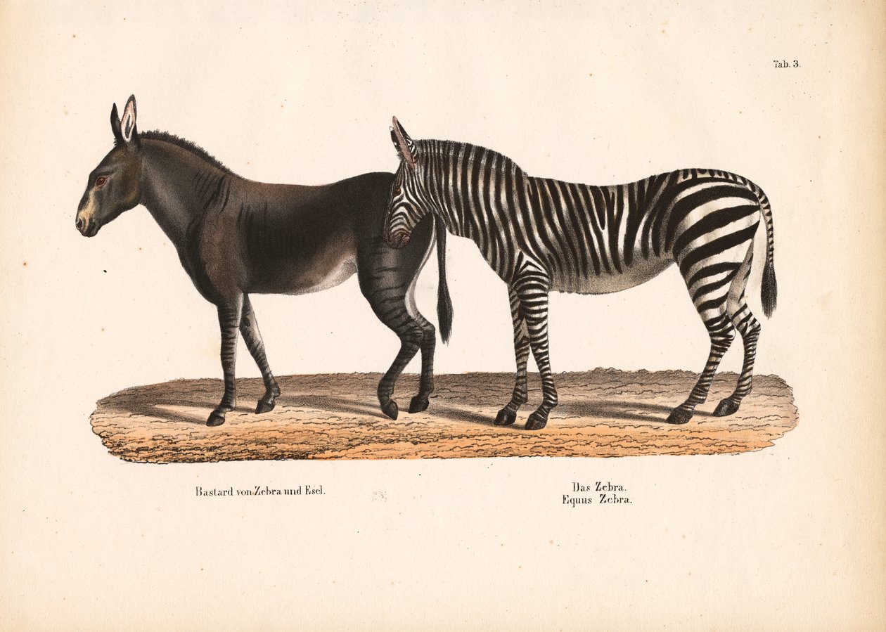Síksági zebra és zebra-szamár hibrid alkotó: Conrad Kull