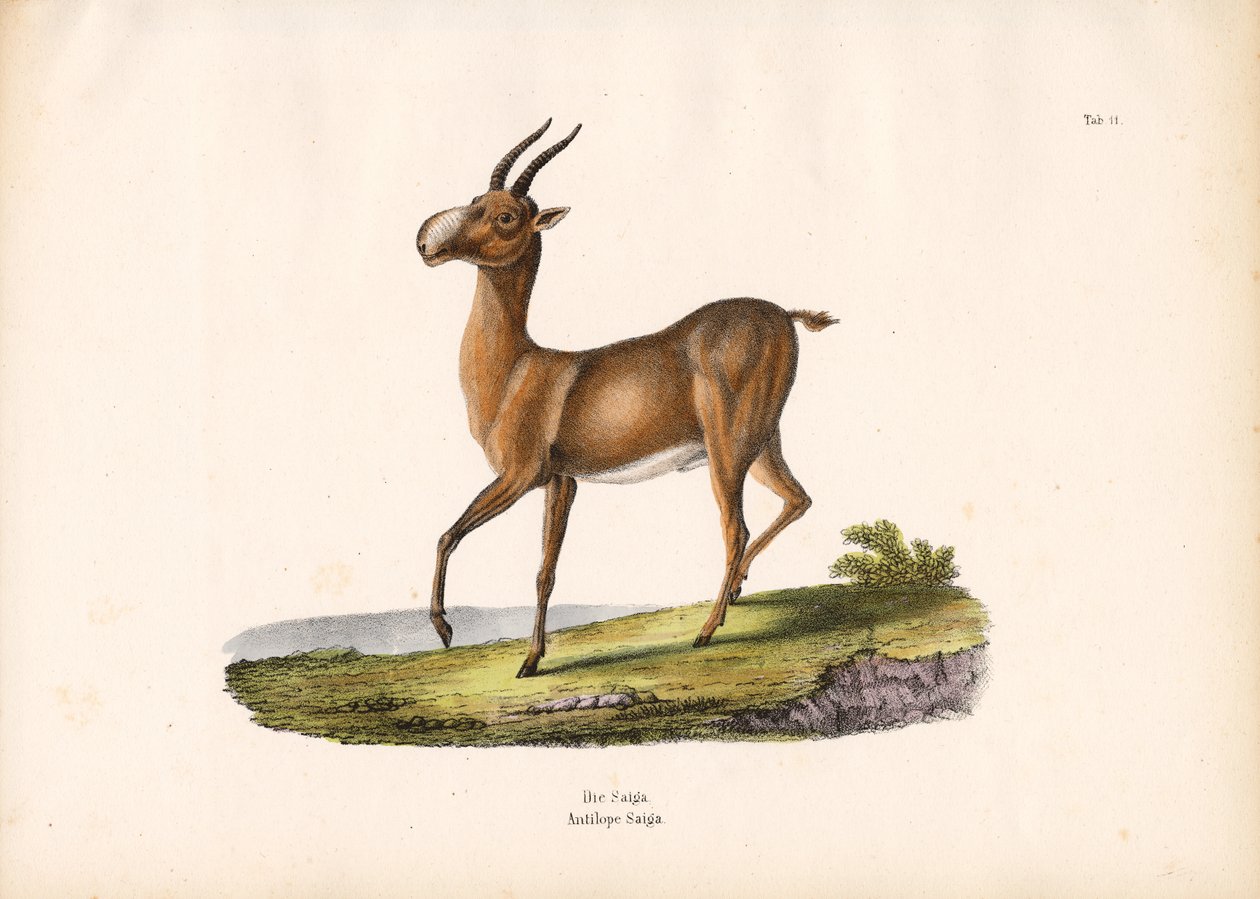 A szajga antilop alkotó: Conrad Kull
