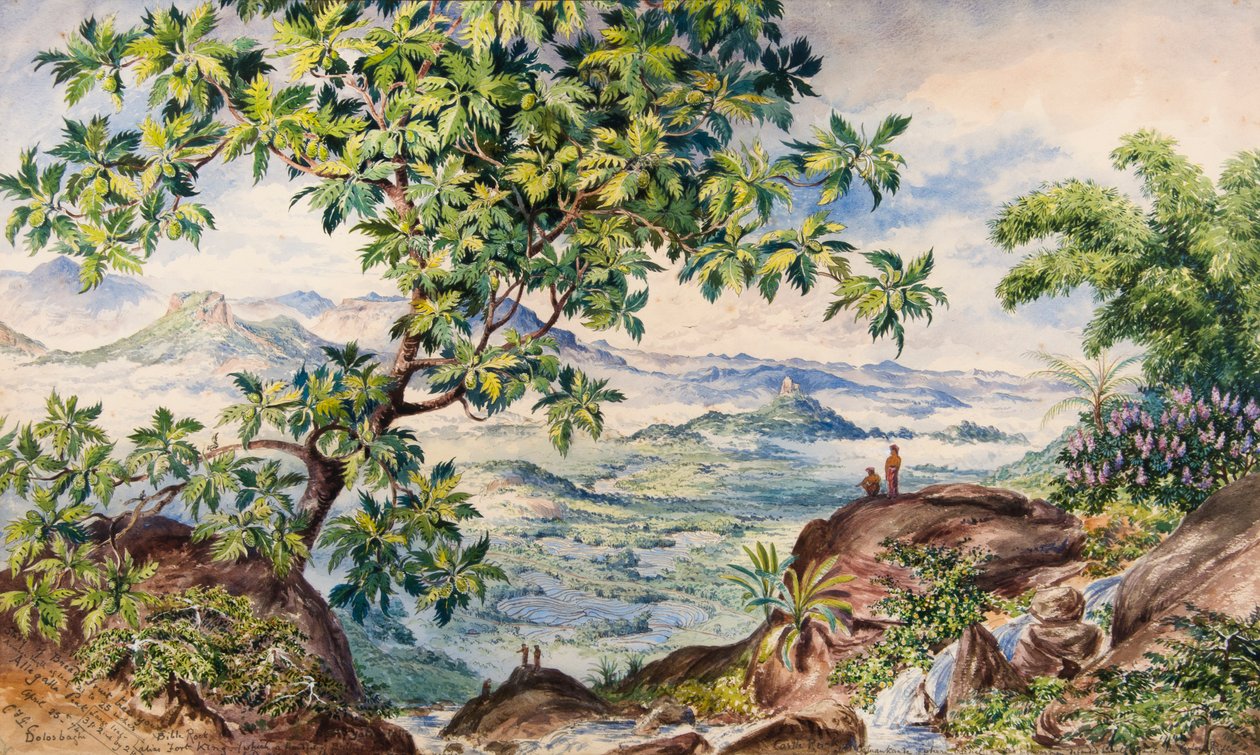 Tanulmány a kenyér gyümölcsfa, Allegalla Peak alkotó: Constance Frederica Gordon Cumming