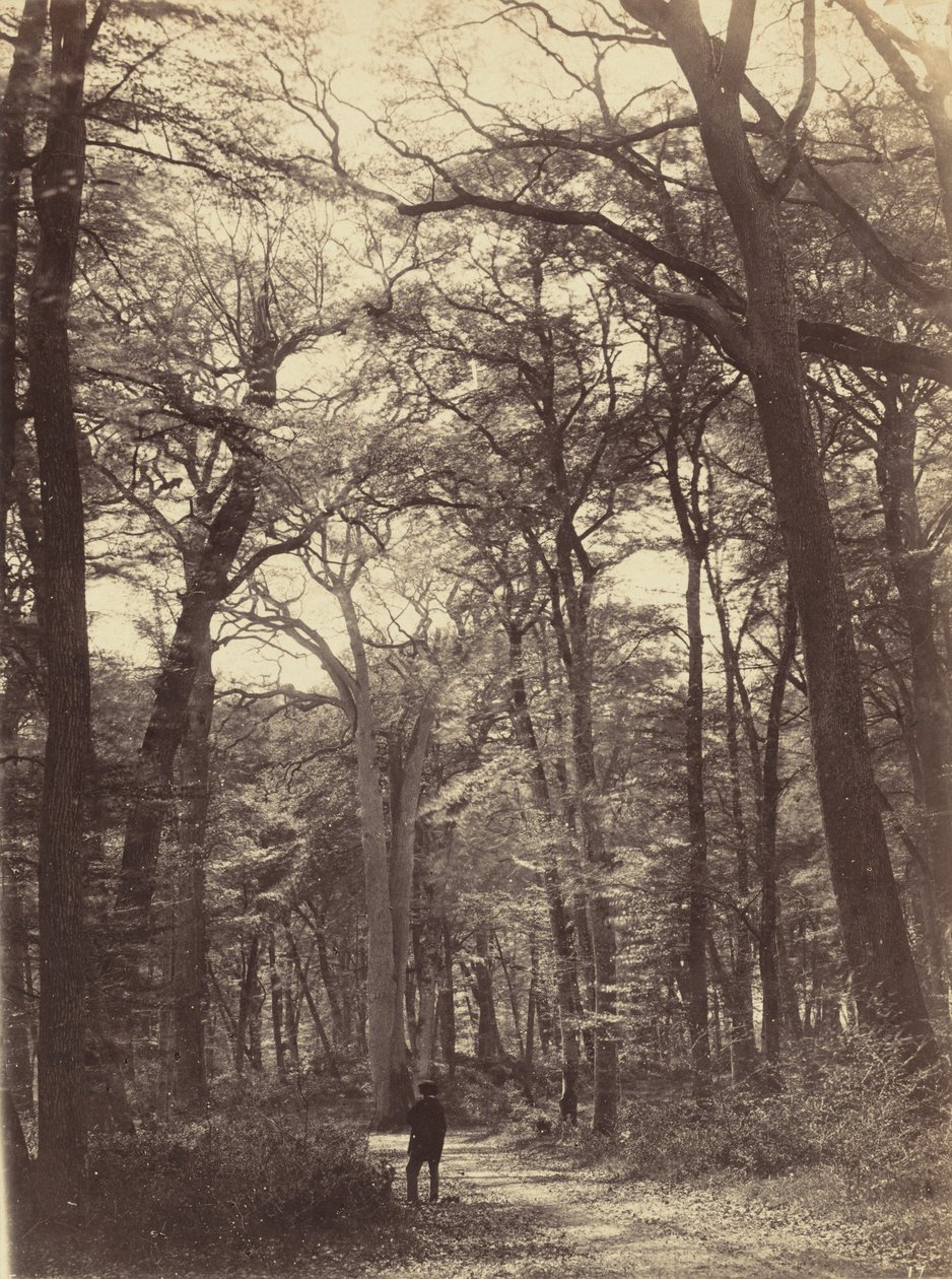 Erdei jelenet,c. 1865 (fotó) alkotó: Constant Alexandre Famin