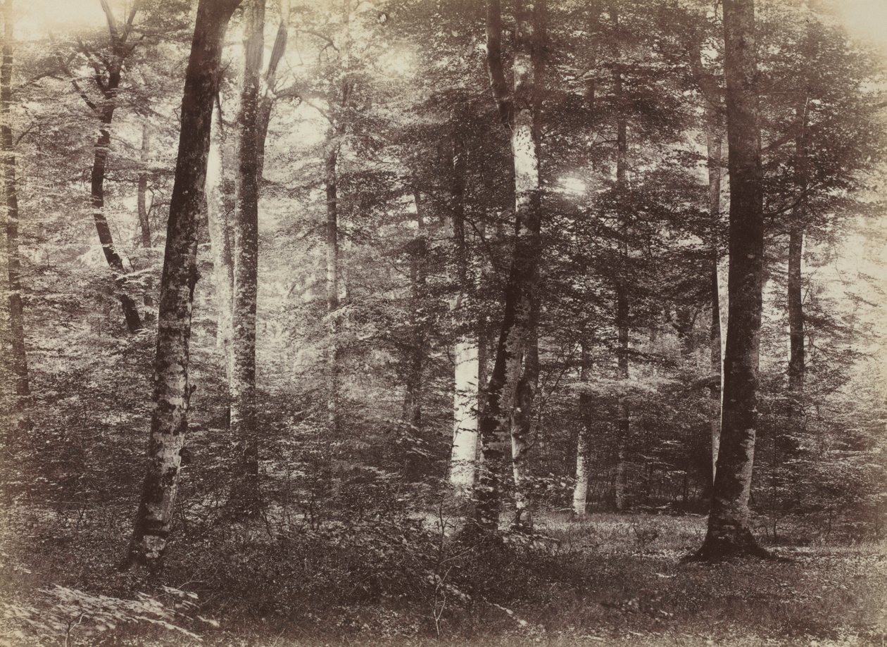 Untitled The Forest of Fontainbleau, c. 1874. alkotó: Constant Alexandre Famin