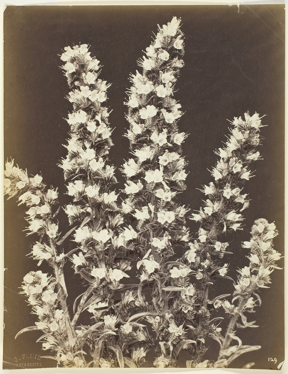 Untitled [virágos növény], c. 1870. alkotó: Constant Alexandre Famin