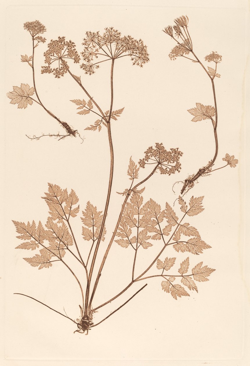 Chaerophyllum hirsistum alkotó: Constetin von Ettinghausen and Alois Pokorny