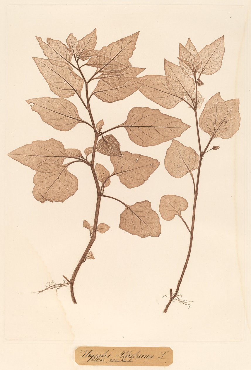 Physalis Alkekengi alkotó: Constetin von Ettinghausen and Alois Pokorny