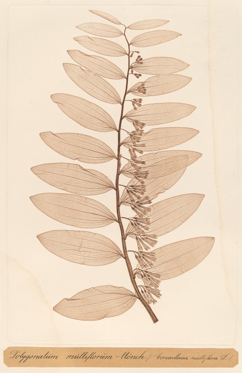 Polygonatum multiflorum Monch alkotó: Constetin von Ettinghausen and Alois Pokorny
