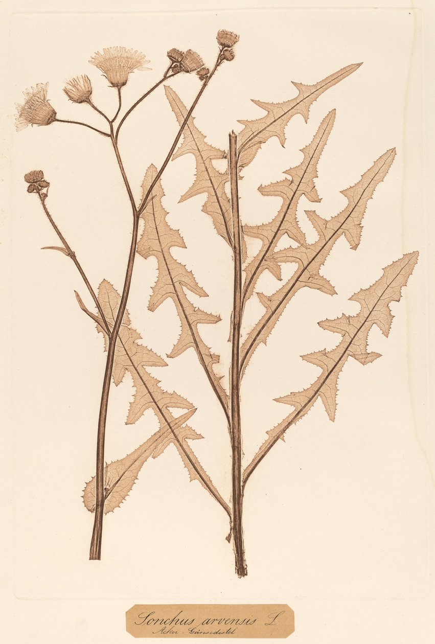 Sonchus arvensis alkotó: Constetin von Ettinghausen and Alois Pokorny