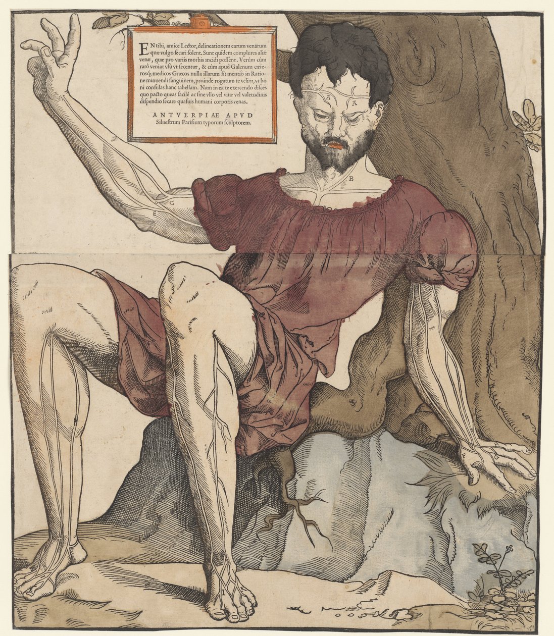 Az emberi test vénái alkotó: Cornelis Anthonisz.