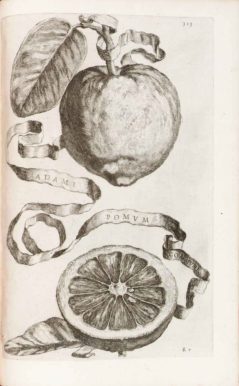 Ádám almája, 313-as tábla Giovanni Battista Ferrari "Hesperides or the Evil Culture and Usage of Golden Books" című művéből, 1646 alkotó: Cornelis Bloemaert