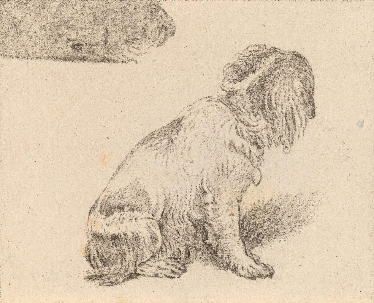 Ülő kutya, 1777. alkotó: Cornelis Brouwer