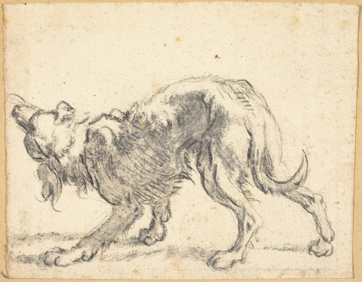 Egy kutya alkotó: Cornelis Saftleven
