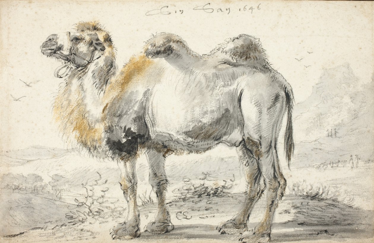 Egy teve alkotó: Cornelis Saftleven