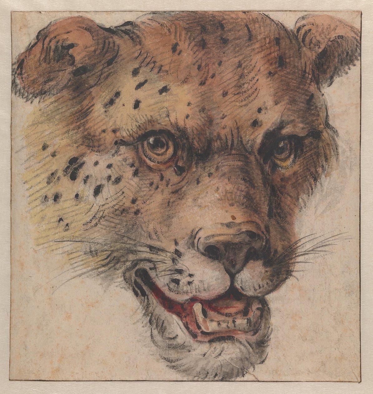 Egy leopárd feje alkotó: Cornelis Saftleven