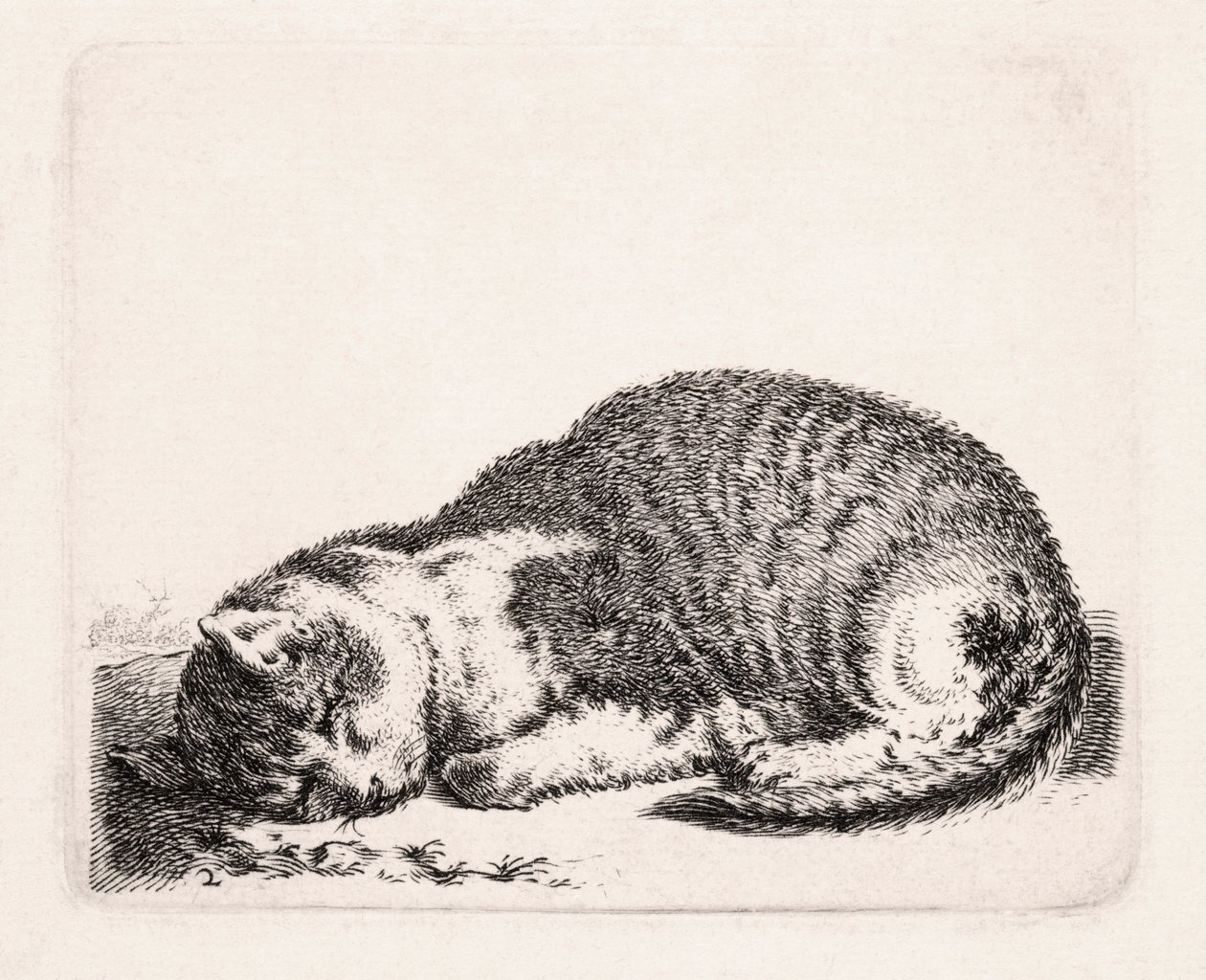 Alvó macska, 1607-81 körül alkotó: Cornelis Saftleven