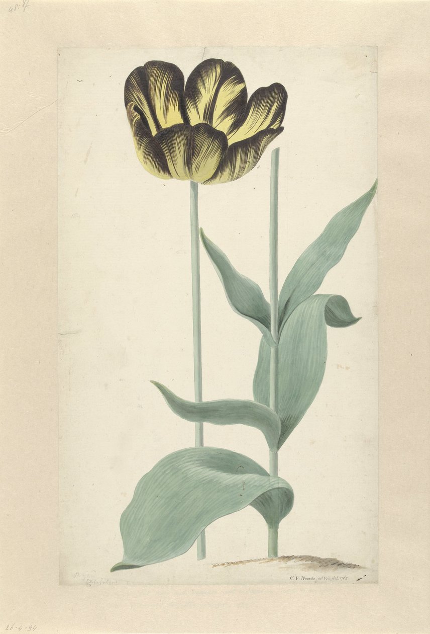De tulp Bizard Catafalque Bizard Catafalque (cím az objektumon) alkotó: Cornelis van Noorde