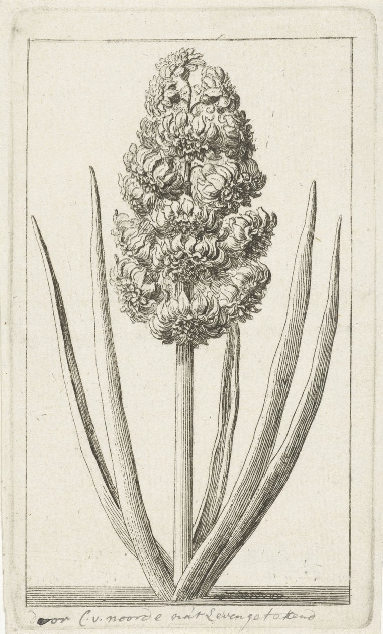 Jácint alkotó: Cornelis van Noorde