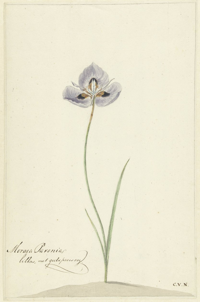 Írisz alkotó: Cornelis van Noorde