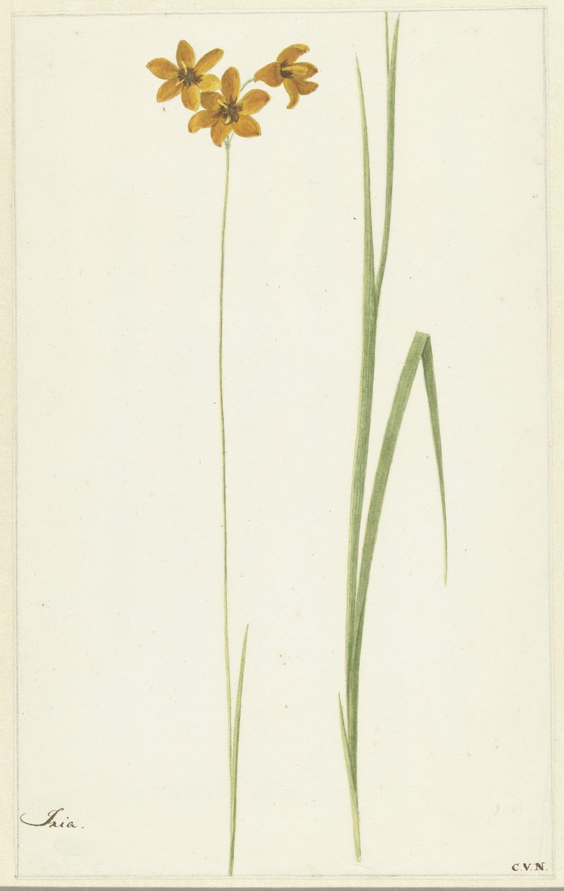 Ixia alkotó: Cornelis van Noorde