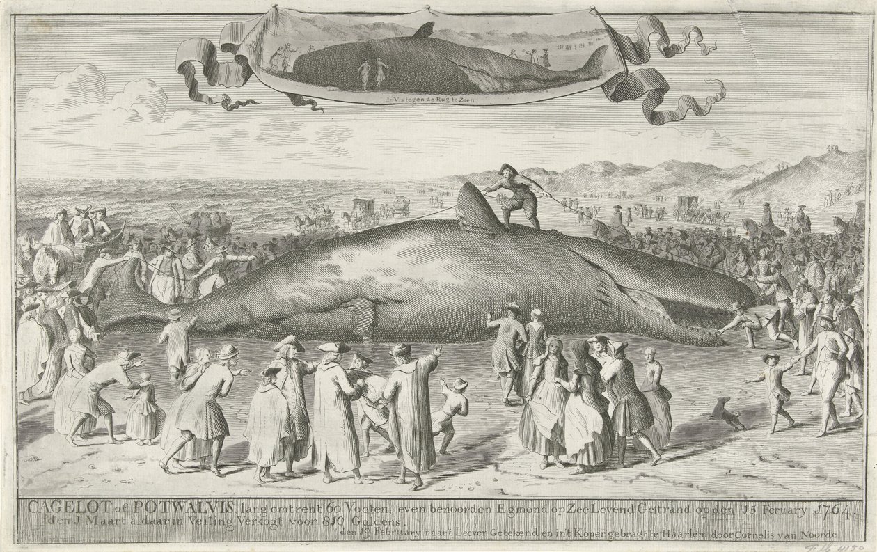 Az Egmond aan Zee-nél partra rekedt sperma bálna, 1764 Cagelot vagy Potwhale, körülbelül 60 láb hosszú, Egmond op Zee-től északra, 1764. február 15-én élve megszállt. március 1-jén ott az aukción 810 Guldenért eladták (cím a tárgyon) alkotó: Cornelis van Noorde