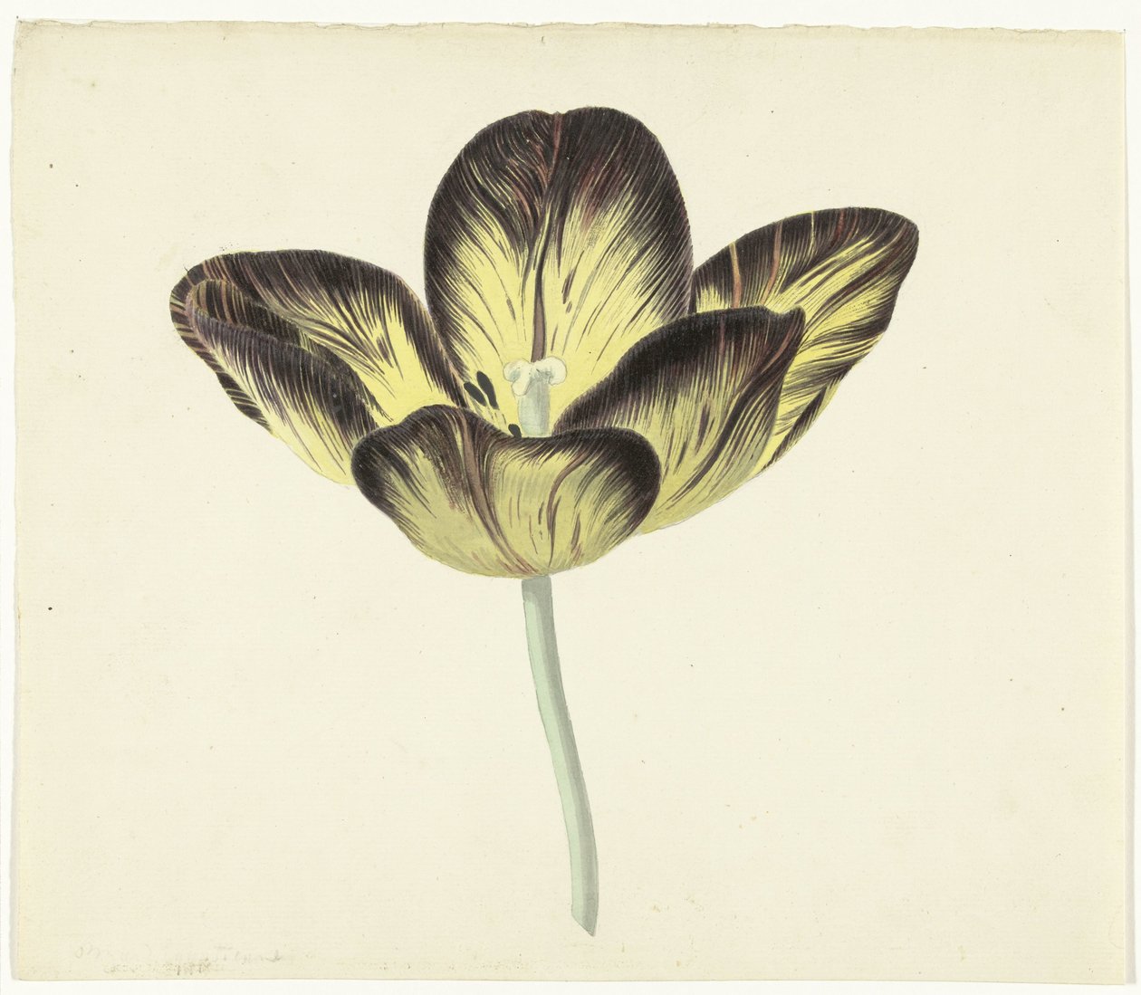 Bizard Egyptienne-nek nevezett tulipán alkotó: Cornelis van Noorde