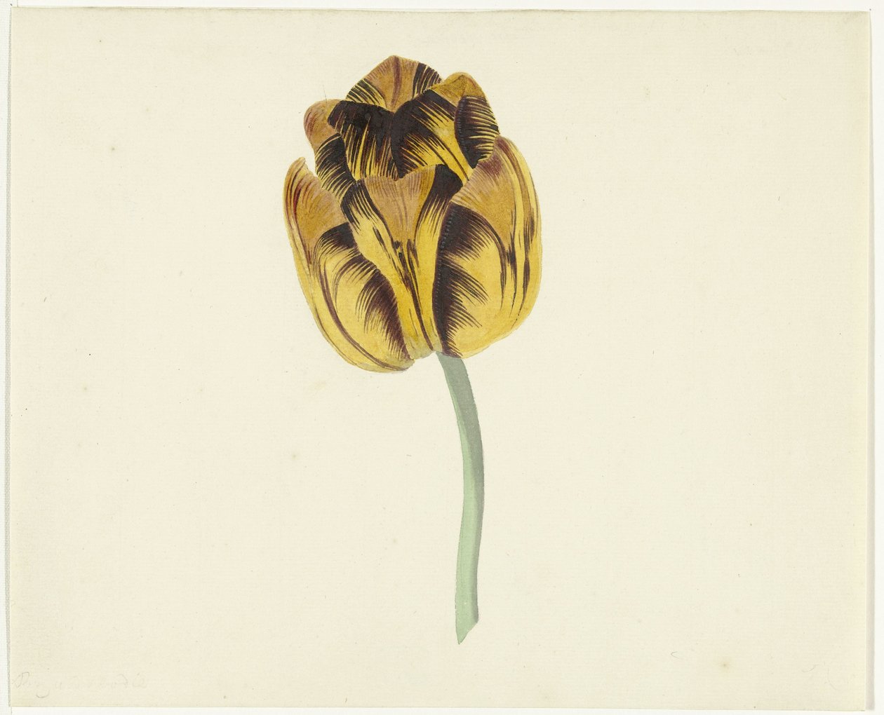 Bizard Leodie-nak hívott tulipán alkotó: Cornelis van Noorde