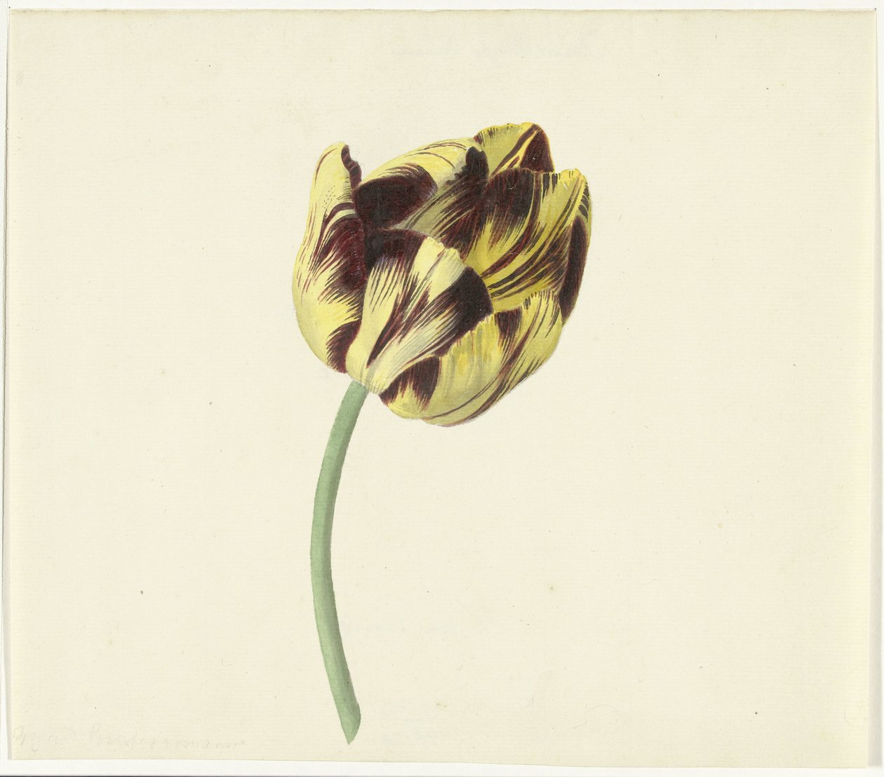 Tulp Bizardot római pápának nevezte alkotó: Cornelis van Noorde