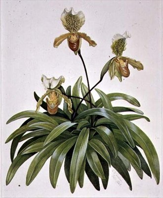 PD.412-1973 Lady Slipper Orchid Nepálból (Paphiopedilum insigne) alkotó: Cornelius B. Durham